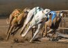 Cursele britanice de ogari British greyhound racing