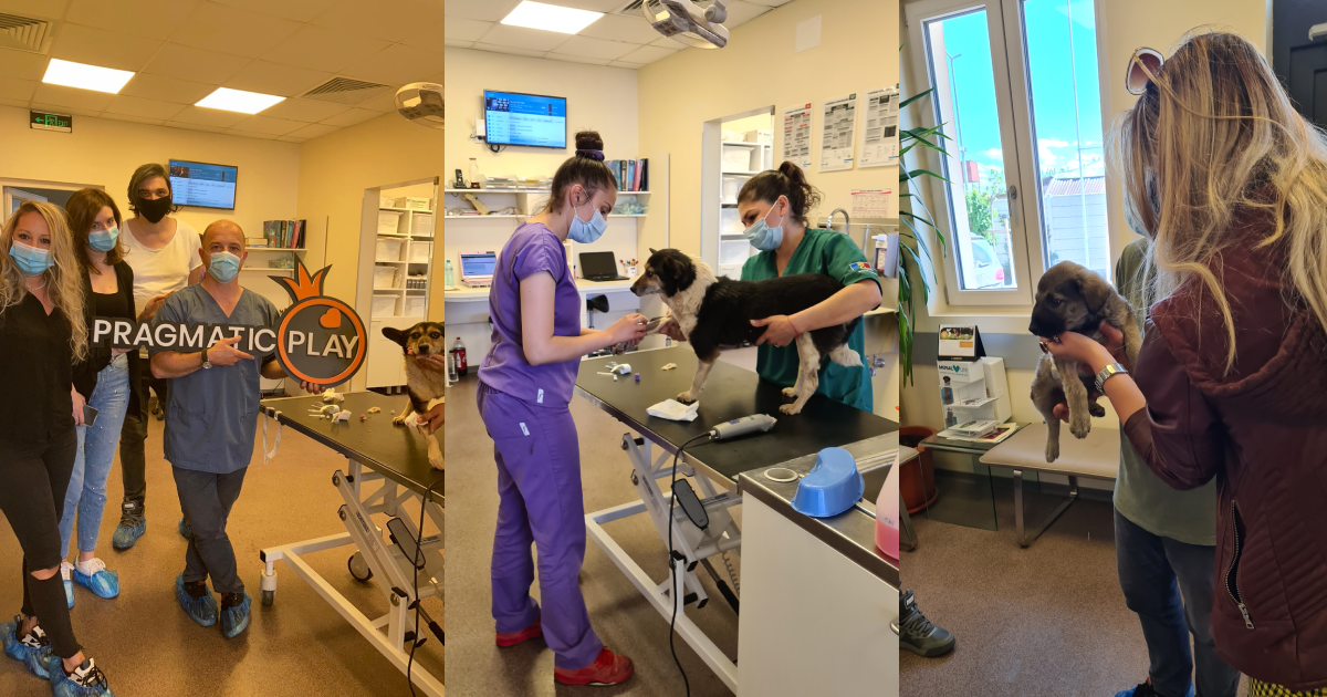 O donație de 7.700 de euro făcută de Pragmatic Play către Homeless Animal Hospital O donație